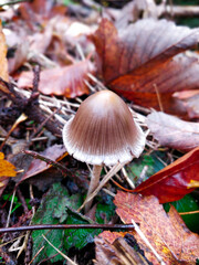 mushroom in the forest