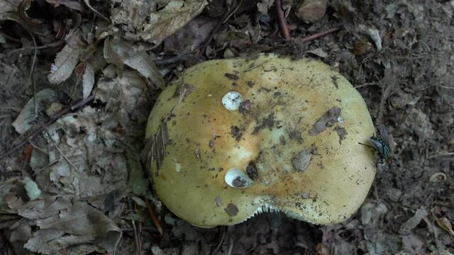 Common Yellow Russula in natural environment (Russula ochroleuca) - (4K)