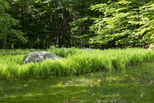 Fern glade at The Fells in Newbury, New Hampshire.