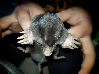 Close up of a black mole holding by a child