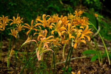 キツネノカミソリ