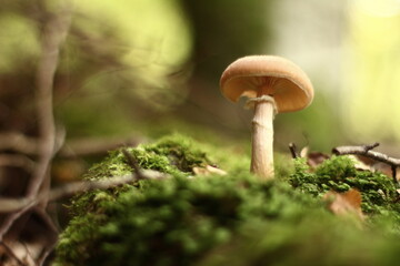 mushroom in the forest