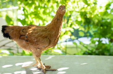 chicken on the farm