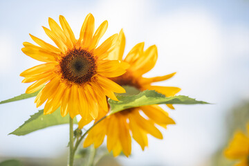 Obraz premium Sunflower beautiful yellow flower - healthy lifestyle, ecology, organic farming, farming, gardening, health concept.