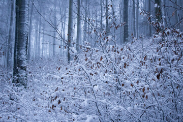 snow covered branches