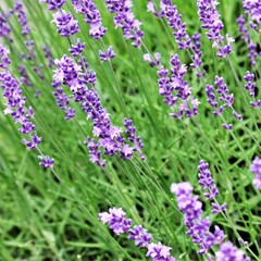 Obraz premium Lavender flowers in the garden
