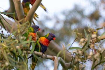 Rainbow lorikeets (Trichoglossus moluccanus) parrot in a tree