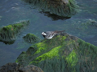 Pliszka siwa nad morzem © EwaAF