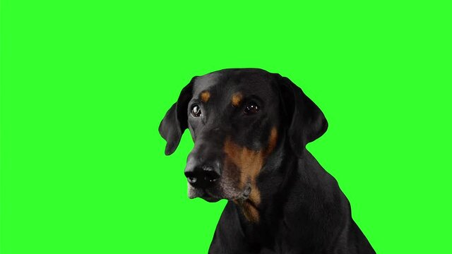 Portrait of black purebred dog looking at camera and barking on a green screen background. Doberman is sitting on alpha channel and watching. Concept of the domestic animals. Theme of nature and fauna