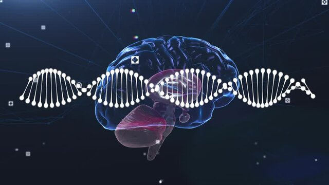 Animation of dna strand spinning over human brain
