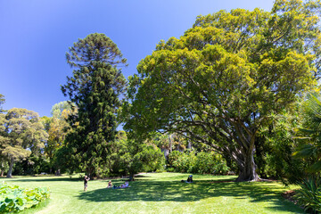 People relaxing on a lawn at a botanic garden