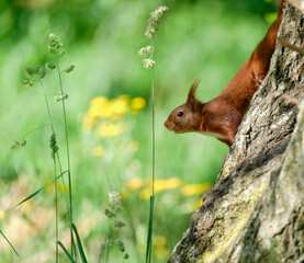 Ardilla bajando por el tronco de un árbol
