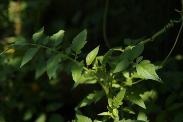 tomato plant leaves