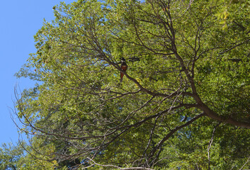 kingfisher bird perched on a tree branch