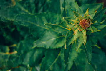 A beautiful green flowering plant with sharp leaves - a beautiful natural background