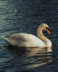 swan on the lake