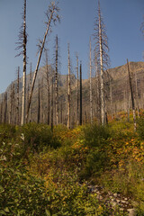 Forest in Glacier National Park, Montana, USA