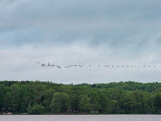 A flock of Canada geese fly over a lake under cloudy skies in summer
