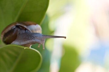 snail on leaf