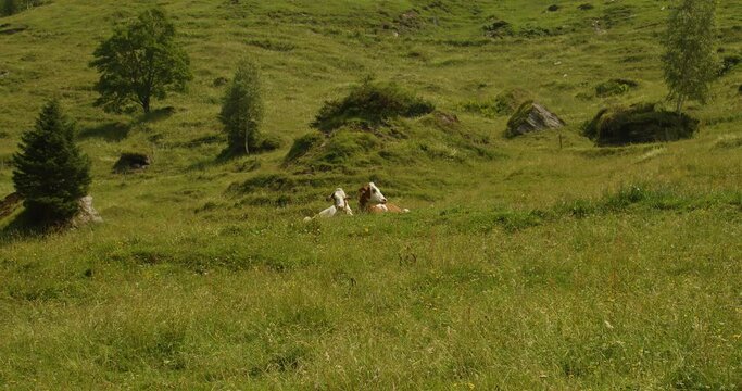 Zwei K&uuml;he liegen im Gras