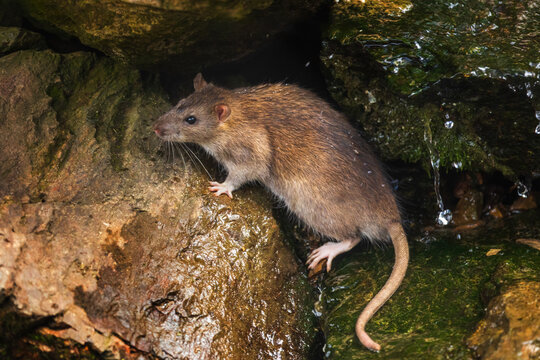 Wild brown rat, Rattus norvegicus, near burrow in stones. Rodent in natural habitat. Thirsty rat drinks from brook. Known as common, street or sewer rat. Urban wildlife. May carry dangerous pathogens