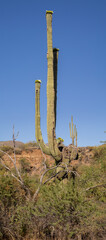 cactus in desert