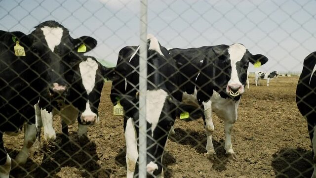 Cows stanfing behaind metal fence in the farm