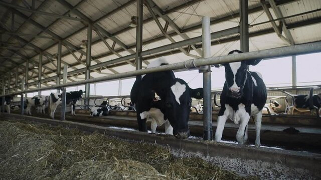 Holstein Frisian diary cows in free livestock stall eating compound food
