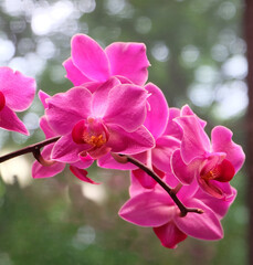 Blooming Phalaenopsis orchid in bright magenta color, Mukkala cultivar, selective focus, square photo format