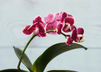 Phalaenopsis orchid with burgundy flowers on a pale turquoise background, selective focus, horizontal orientation.