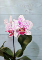Phalaenopsis orchid, white with a crimson lip and crimson dots, Beautyful smile variety, selective focus, vertical orientation.