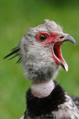 Southern Screamer Bird