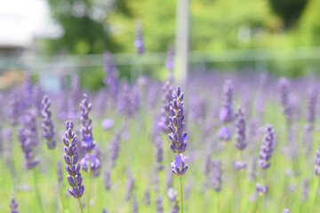 ラベンダー畑