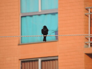 pajaro en un alambre, bird