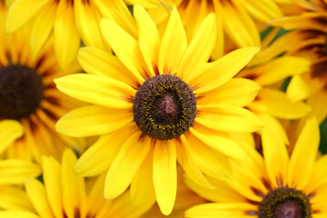 Close up of yellow flowers of Rudbeckia fulgida. Top view of orange coneflower or perennial coneflower. Rudbeckia hirta Maya