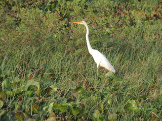 great white egret