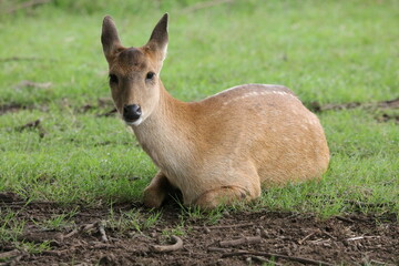 deer in the grass