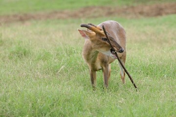 Barking Deer