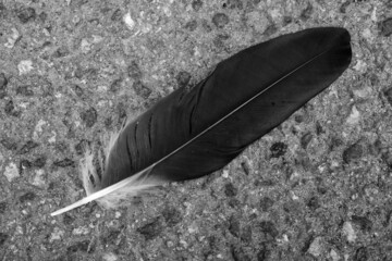 black bird feather close-up top view isolated on the ground - Powered by Adobe