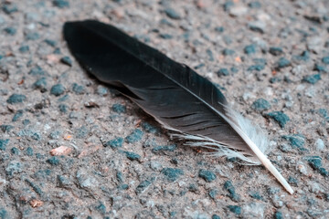 black bird feather closeup on the textured asphalt outdoors