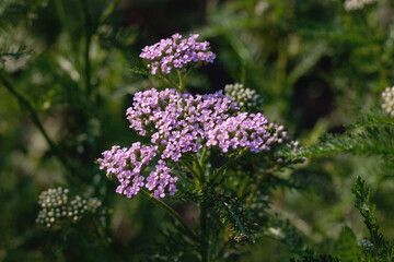 Obraz premium Achillea millefolium - Common yarrow flowering plant