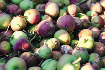 rotten apples composting in organic household, close up