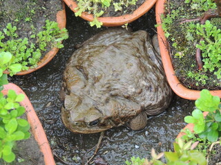 toad in tomato plant