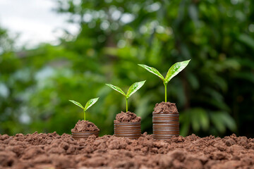 Tree growing on a pile of silver coins and blurred green background. money growth and business success concept