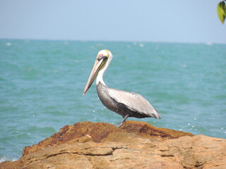 pelican on the beach