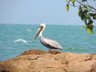 pelicans on the beach