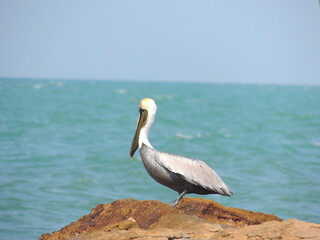 pelican on the beach
