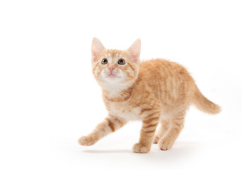 Cute yellow kitten on white