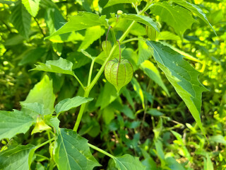 balloon cherry plant and flower fruit garden
