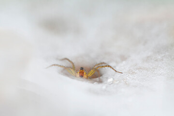 Beautiful Spider on The Morning